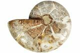 Jurassic Cut & Polished Ammonite Fossil (Half)- Madagascar #215990-1